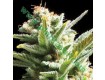 Amnesia – Vision Seeds