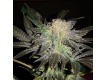 Mendocino Madness Regular – T.H. Seeds