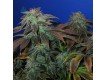 Heavy Duty Fruity Regular – T.H. Seeds