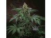 Bubblegum Regular – T.H. Seeds