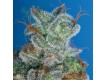 Burmese Kush – T.H. Seeds