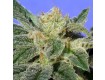 Kushage – T.H. Seeds