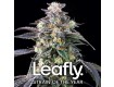 Super Boof - Barney´s Farm - 50% Híbrida