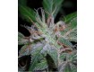 White Fya – Vulkania Seeds