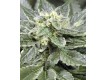 The Herb Regular – Vulkania Seeds