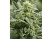 Sticky Sista Regular – Vulkania Seeds