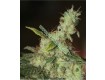 White Diesel – Vulkania Seeds