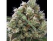 Northern City Haze – Vulkania Seeds