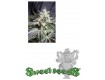 Black Jack Sweet Seeds