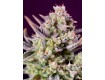 Sweet Zenzation XL Auto Sweet Seeds 