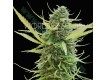 Colombian Gold - World Of Seeds