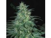 Sweet Coffee Ryder Auto - World Of Seeds