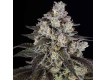 Trainwreck - Barney´s Farm
