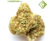 Auto Northern Lights - Houseplant Seeds - 17% T.H.C.