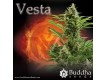 Vesta - Buddha Seeds