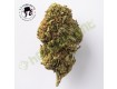 Critical - La Cordobesa