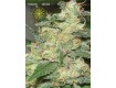 Russian Snow – Vision Seeds