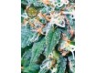 Super Skunk – Vision Seeds