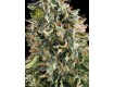 White Widow – Vision Seeds