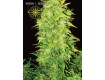 White Widow Auto – Vision Seeds 