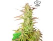 Z-Up Auto - 2Fast4Buds