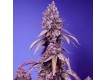 Black Muffin F1 Fast Version - Sweet Seeds