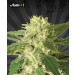 Auto #1 – Auto Seeds