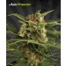 Auto Pounder With Cheese – Auto Seeds