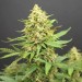  Auto Jack - Paradise Seeds
