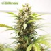Auto Maxigom - Houseplant Seeds