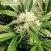 Auto Maxigom - Houseplant Seeds
