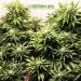 Auto Maxigom - Houseplant Seeds