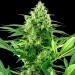 Banana Frosting - Sensi Seeds