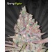 Berry Ryder – Auto Seeds