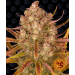 Dos Si Dos Auto - Barney´s Farm