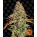 Zkittlez OG Auto - Barney´S Farm