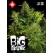 Big Skunk – Pure Seeds