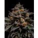 comprar semillas brain cake de rippe seeds