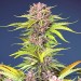 Mimosa Bruce Banner XL Auto - Sweet Seed 