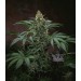 Bubblegum Regular – T.H. Seeds