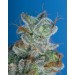 Burmese Kush – T.H. Seeds