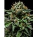 comprar semillas chempie de rippe seeds