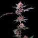 Cherry Poppers - Barney´s Farm - 60% Sativa