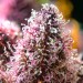Cherry Poppers - Barney´s Farm - 60% Sativa