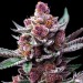 Cherry Poppers - Barney´s Farm - 60% Sativa