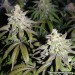 Banana Frosting - Sensi Seeds