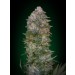 Critical Soma - Advanced Seeds (Semilla)