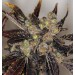 Da Purps Regular – T.H. Seeds (