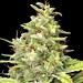 G13 Haze – Barney's Farm