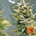 G13 Haze – Barney's Farm